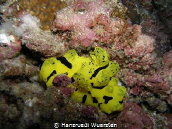 Aegires minor (Banana nudibranch)
8-15 m depth, lenght u... by Hansruedi Wuersten 
